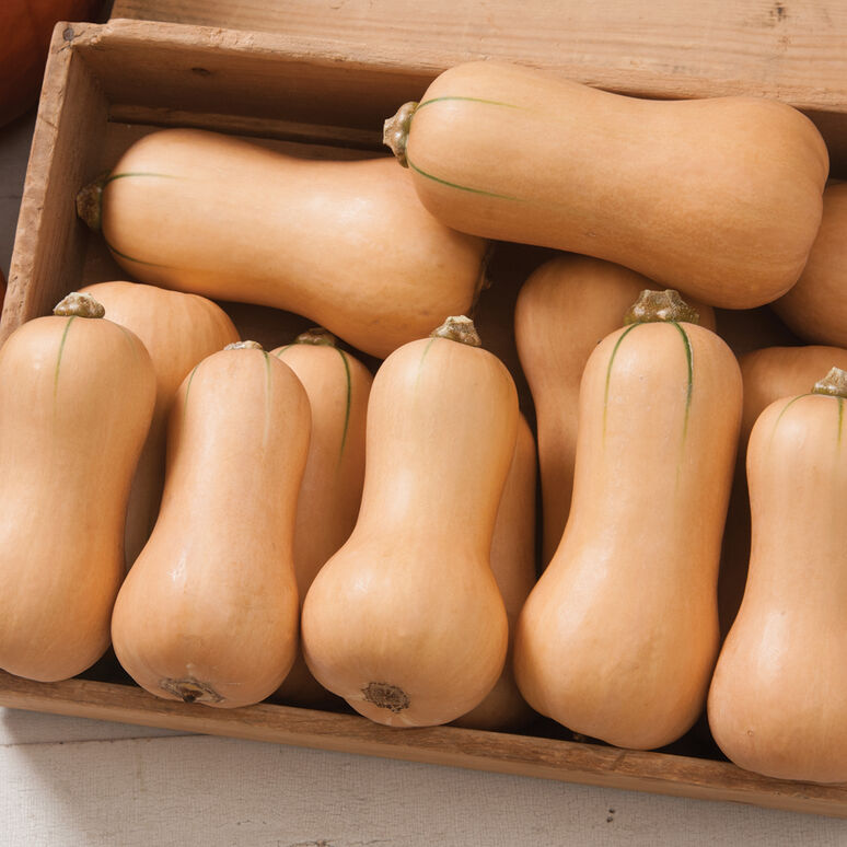 What's the Best Squash to Grow?