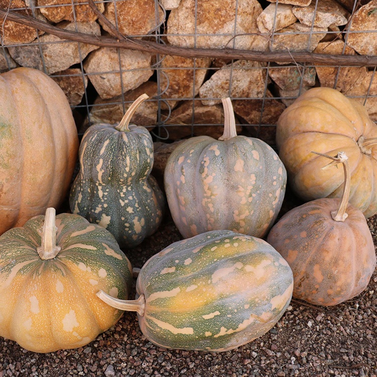 Rancho Marques squash, photo credit: Native Seeds / Search.