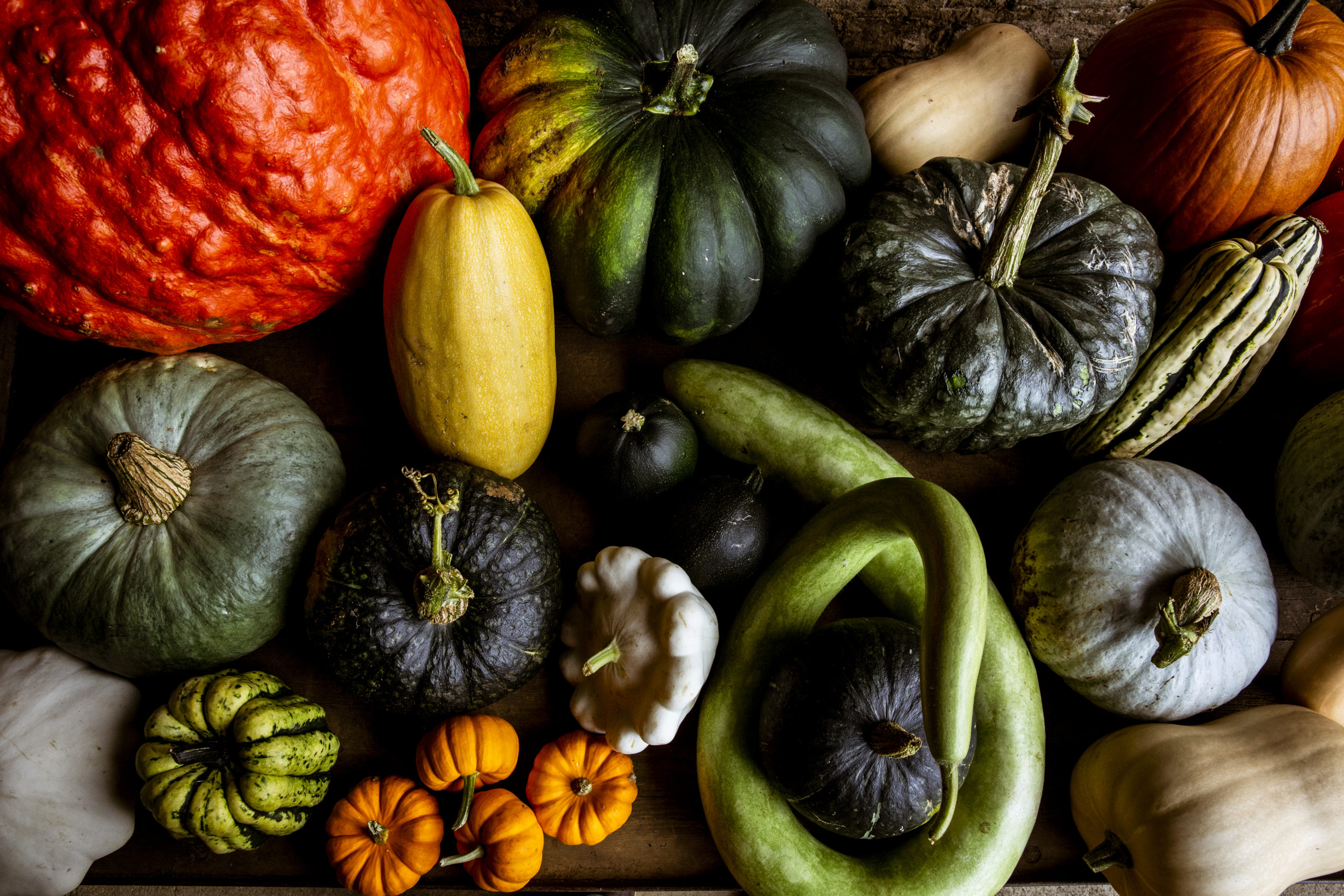What's the best squash to grow