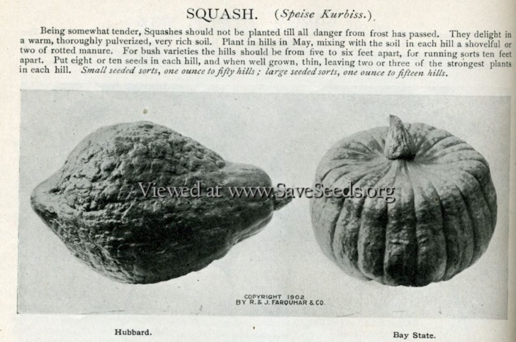 Part of a page of the R & J Farquhar & Co. seed catalog, 1902-3. Photo from saveseeds.org, the Victory Horticultural Library.