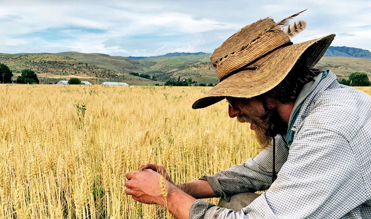 Idaho seed grower/farmer Brennan Henry Ellsworth, looking at grain