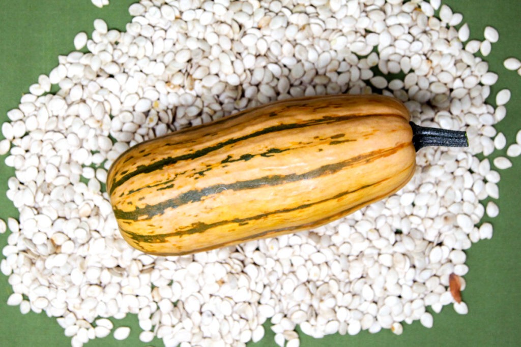 Honeyboat Delicata squash, with seeds produced by seed farmer Brennan Henry Allsworth.