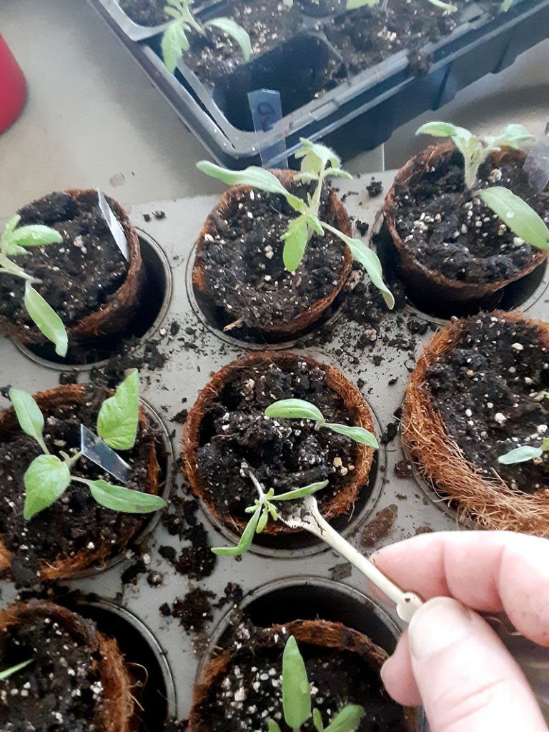 repotting tomatoes
