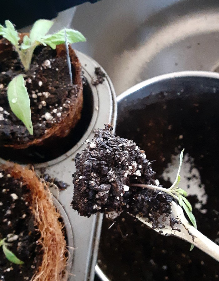 Repotting tomato seedlings into one inch pots.
