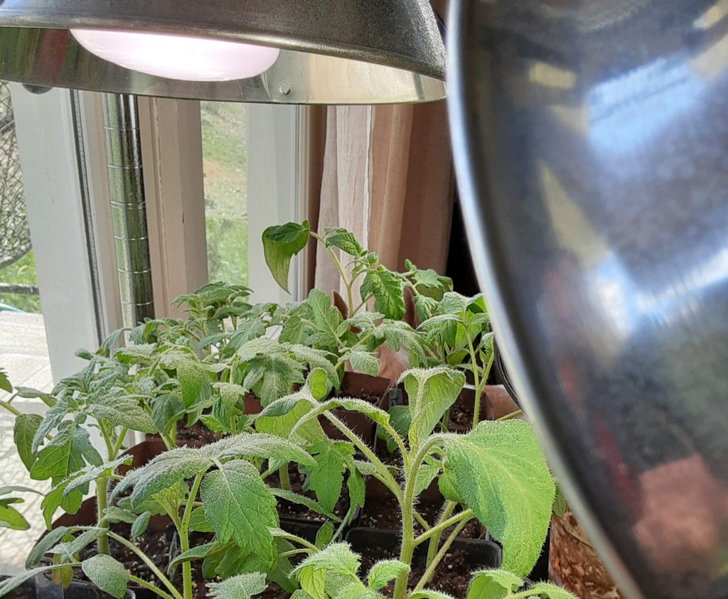 Lighting setup for tomato seedlings