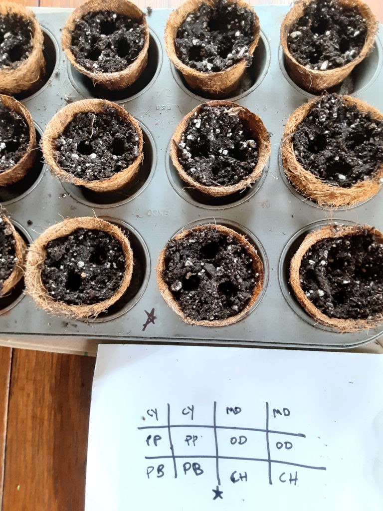 The first step to grow tomato seedlings: plant the seeds.
