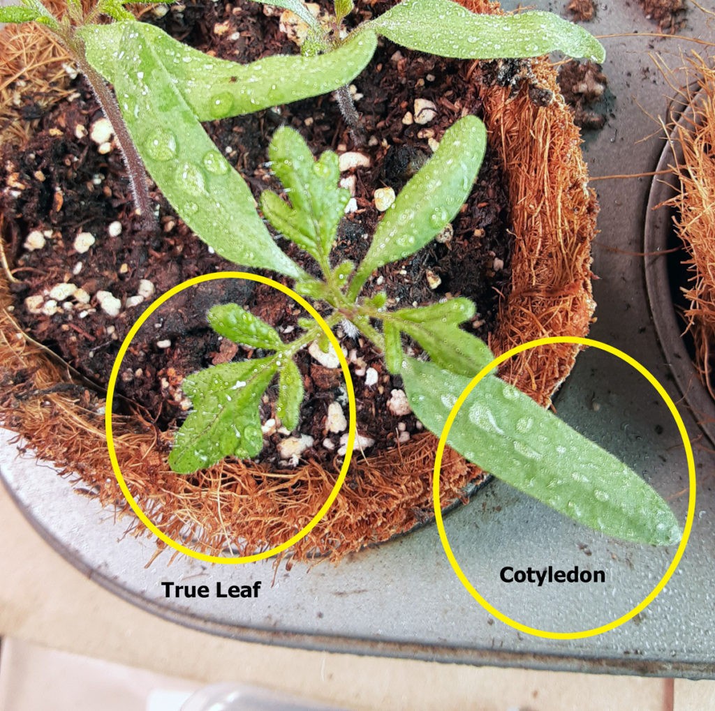 true leaves and cotyledons on a tomato seedling, labeled